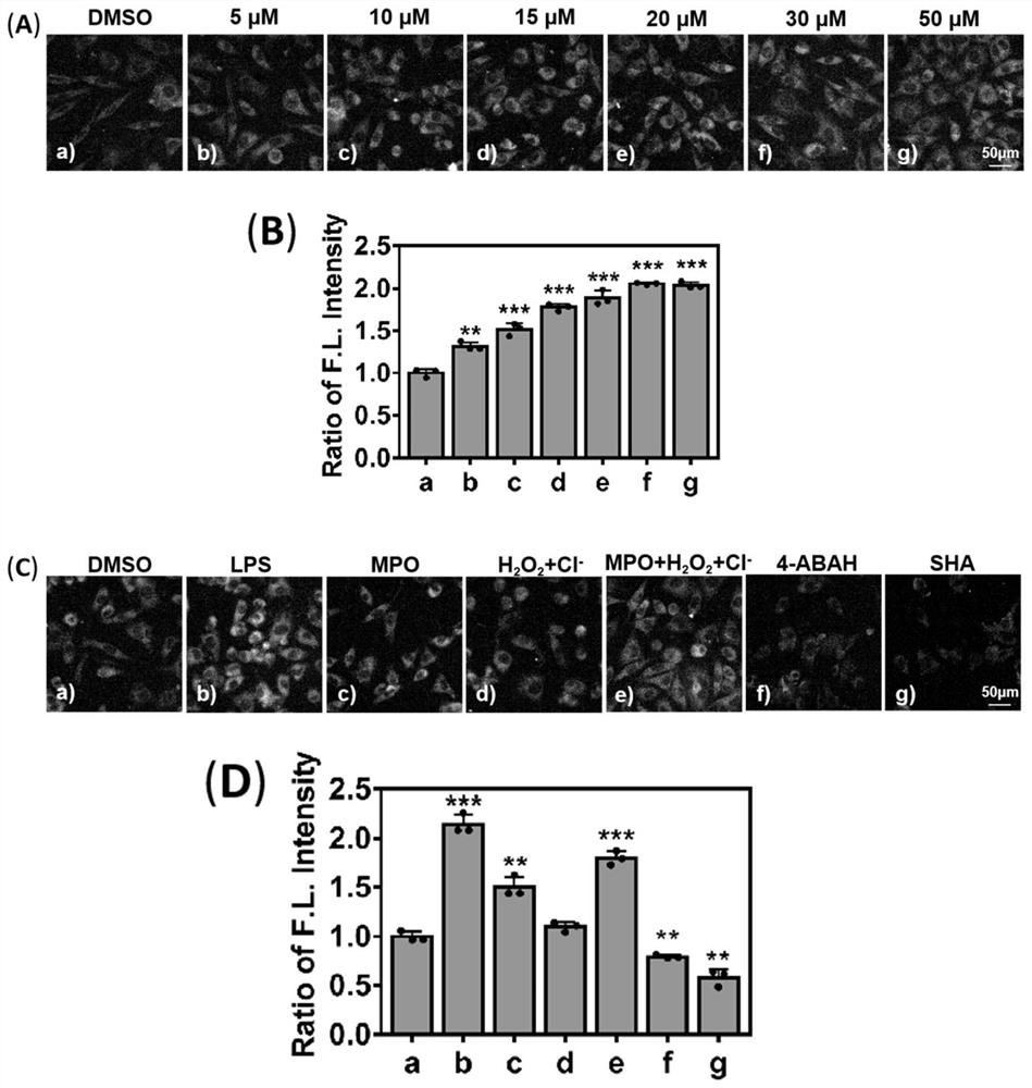 A kind of hypochlorous acid two-photon fluorescent probe hcp and its preparation method and application