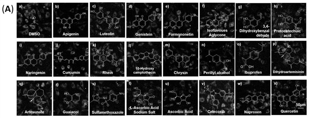 A kind of hypochlorous acid two-photon fluorescent probe hcp and its preparation method and application