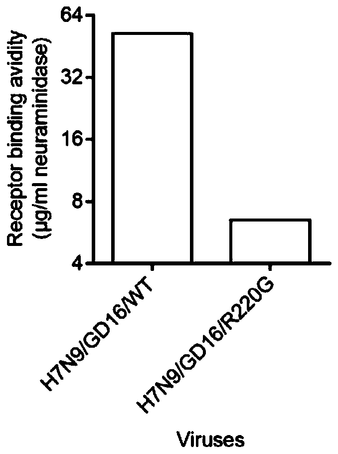 High-pathogenicity H7N9 avian influenza virus antigen with low receptor binding activity and preparation method of antigen