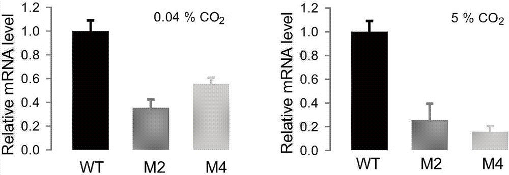 Application of coded chloroplast carbonic anhydrase genes in establishing industrial engineering microalgae capable of resisting high-concentration CO2 and growing quickly