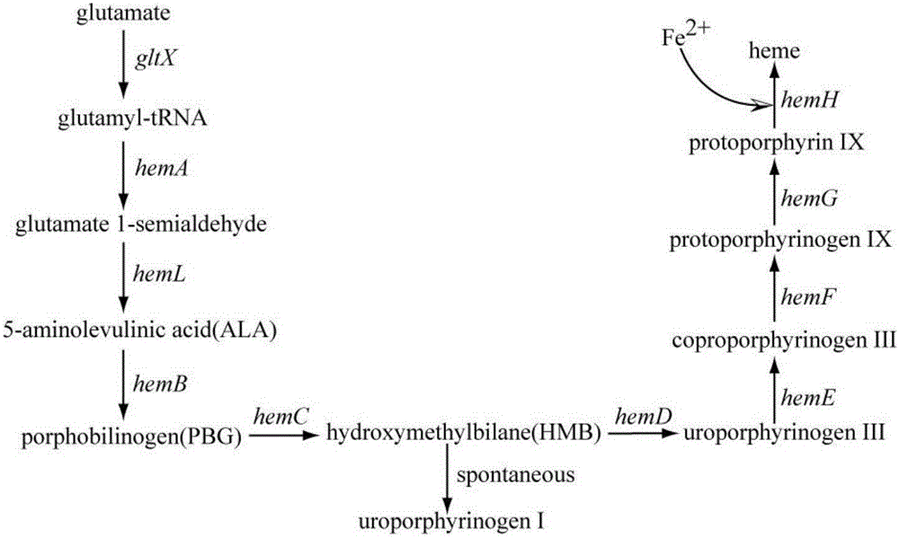 Method for increasing heme synthesized from escherichia coli