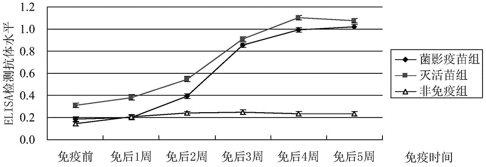 Riemerella anatipestifer pre-bacterial ghost vaccine preparation method