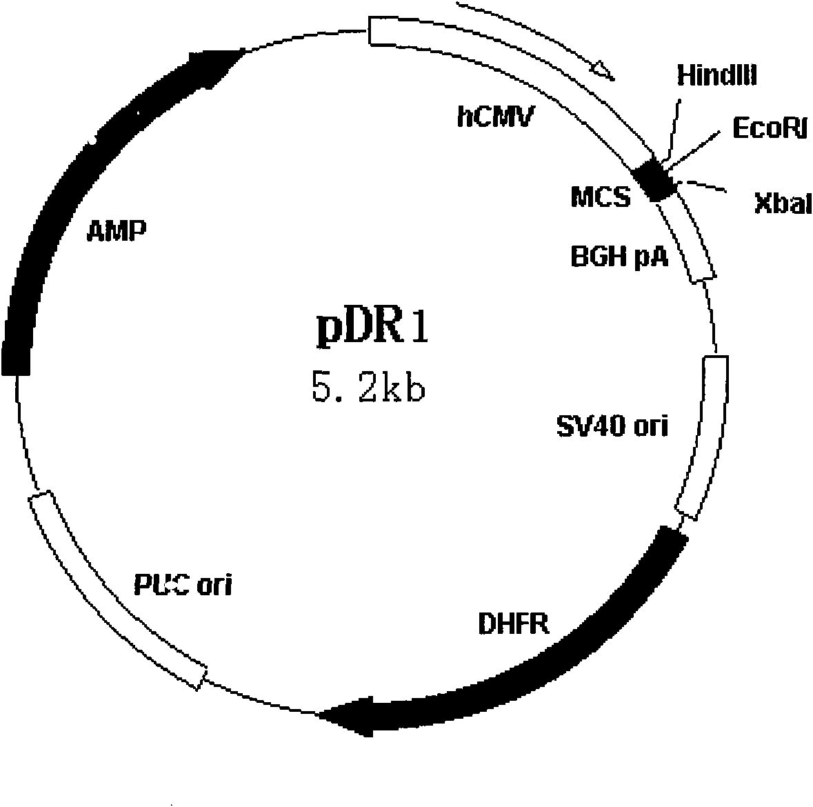 Soluble VEGFR (Vascular Endothelial Growth Factor Receptor) difunctional chimera receptor VEGFR31-Ig as well as preparation method and application thereof