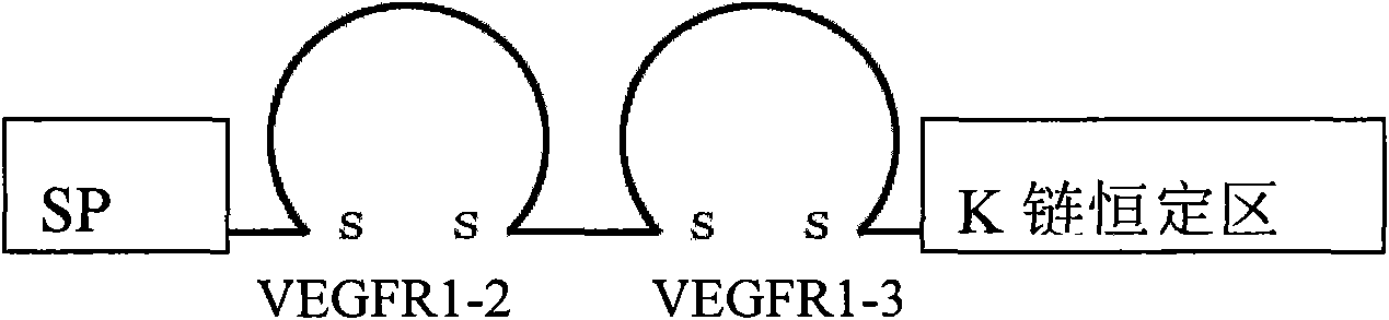 Soluble VEGFR (Vascular Endothelial Growth Factor Receptor) difunctional chimera receptor VEGFR31-Ig as well as preparation method and application thereof