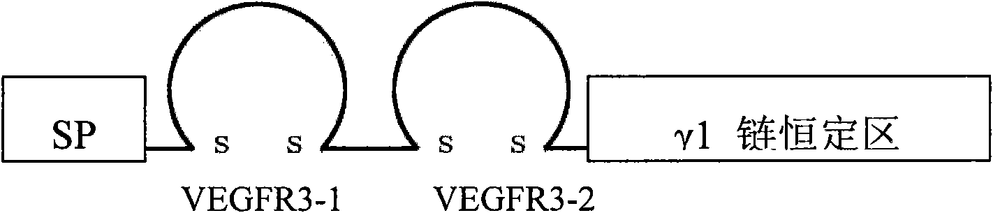 Soluble VEGFR (Vascular Endothelial Growth Factor Receptor) difunctional chimera receptor VEGFR31-Ig as well as preparation method and application thereof