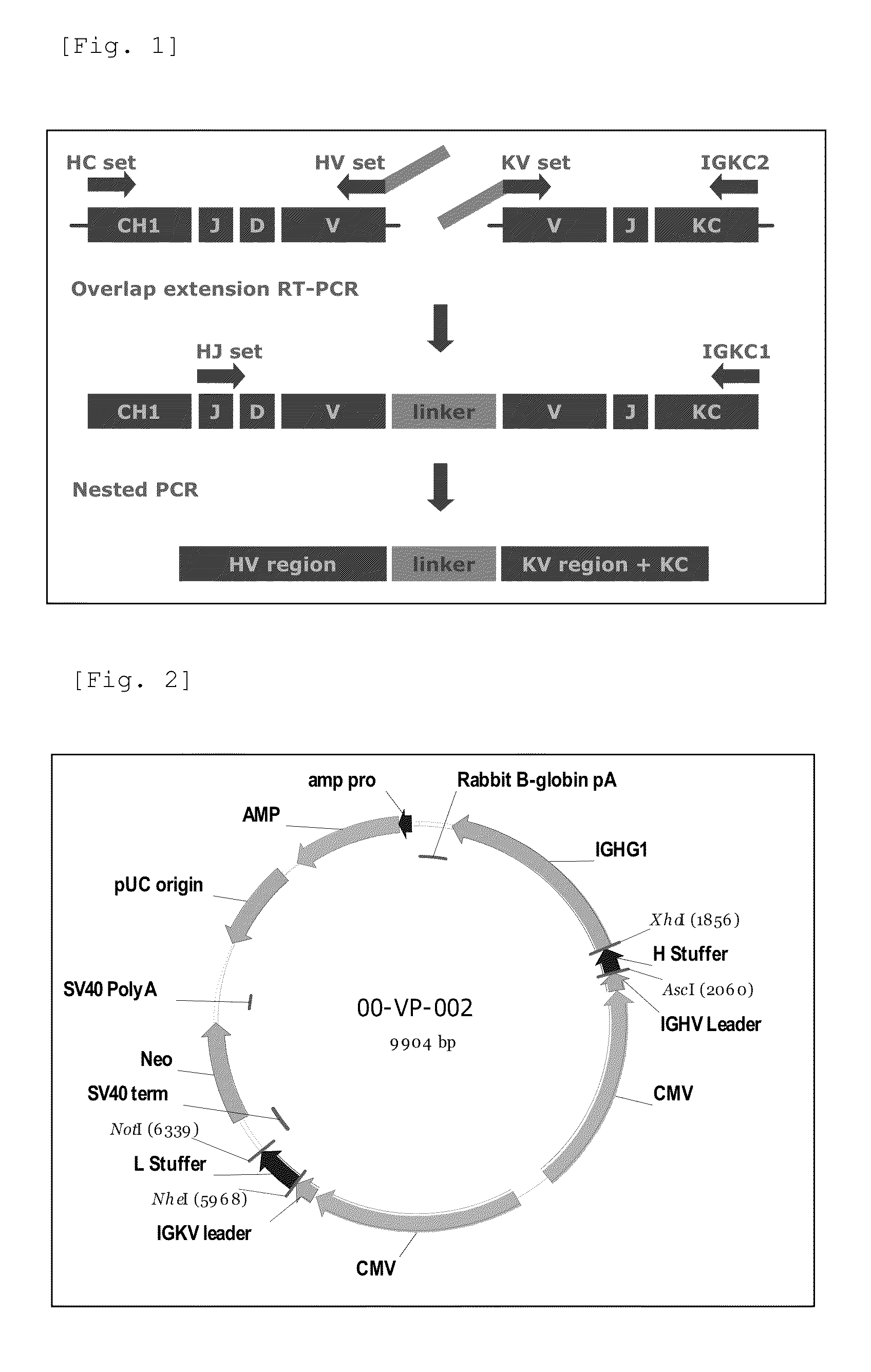 Antibody against serotype e lipopolysaccharide of pseudomonas aeruginosa