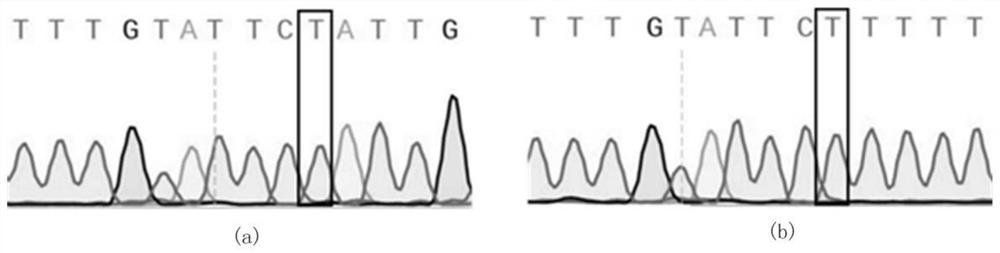 Structural variation molecular marker related to goat hypoxia adaptation and application