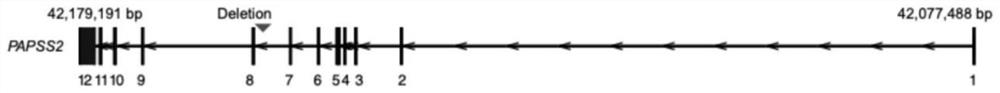 Structural variation molecular marker related to goat hypoxia adaptation and application