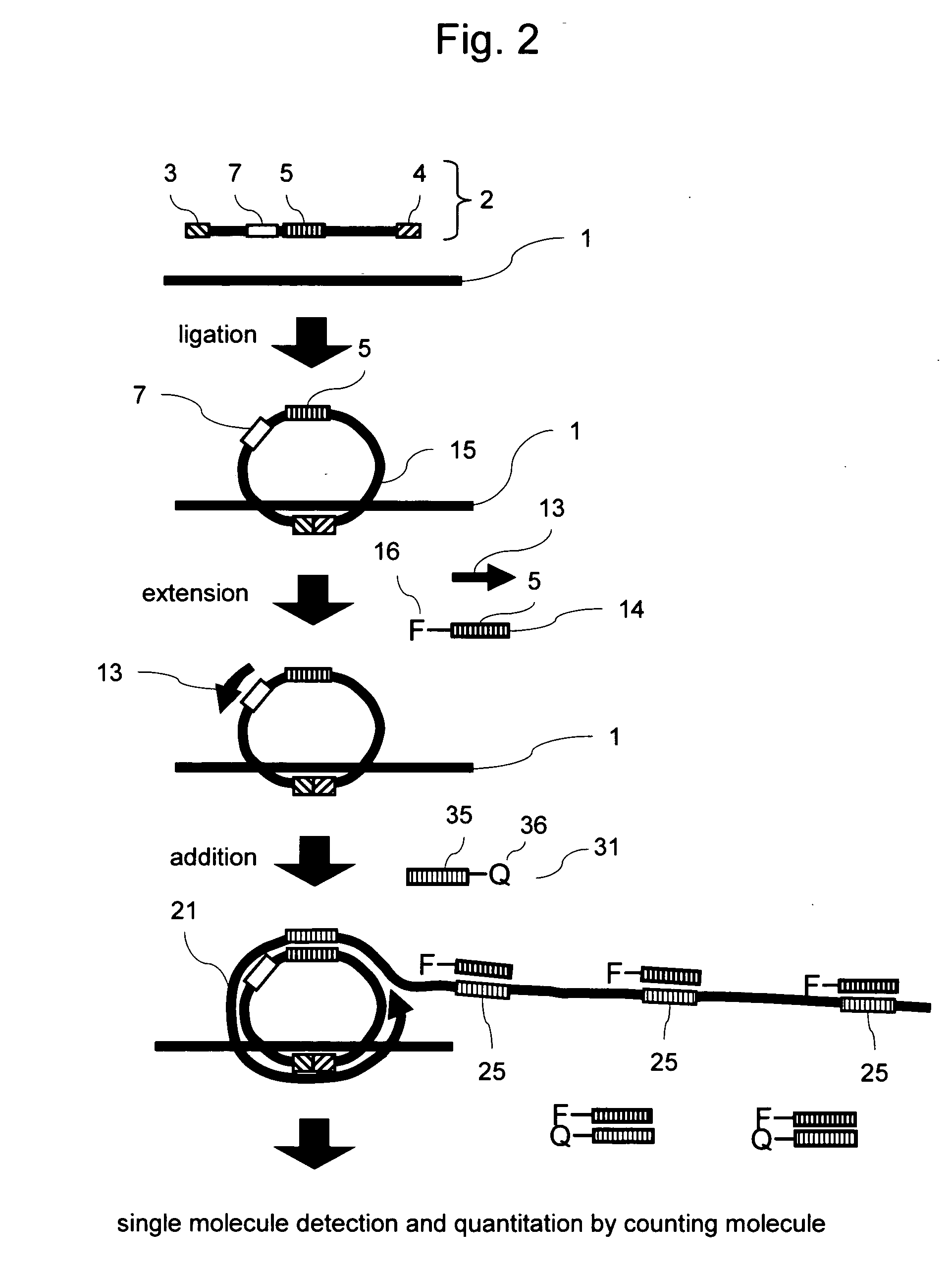 Methods of nucleic acid analysis by single molecule detection