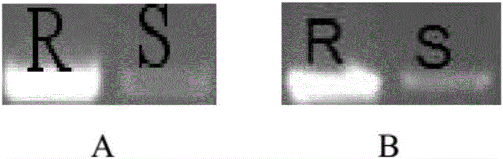 Drug-resistant gene CYP6AY3v2 of small brown planthopper, gene segment for reducing drug resistance of small brown planthopper and application thereof