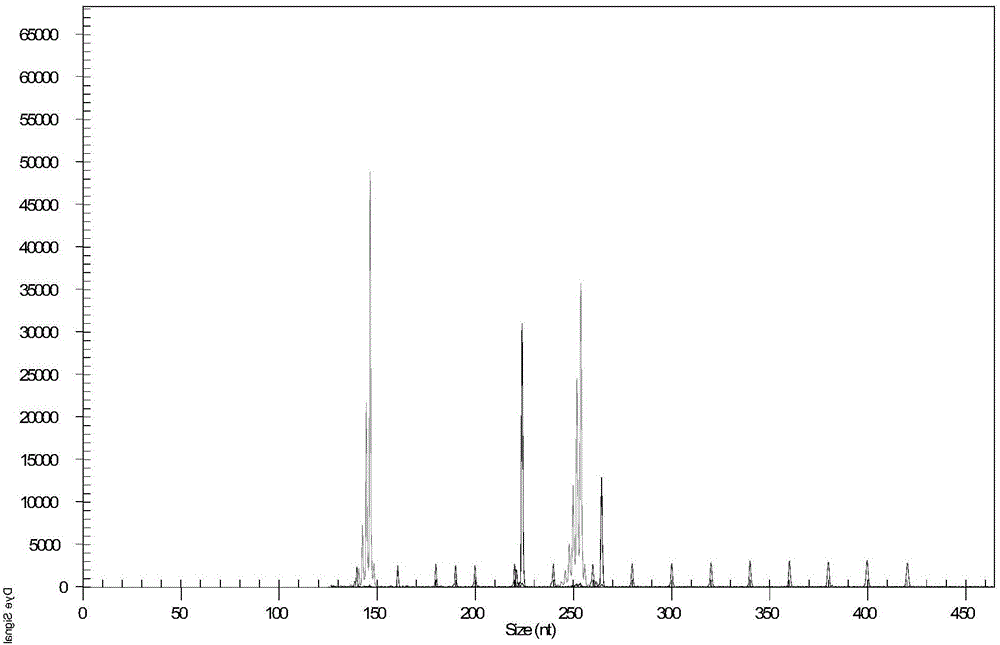 High-throughput malt purity identification technology based on capillary electrophoresis and SSR marker