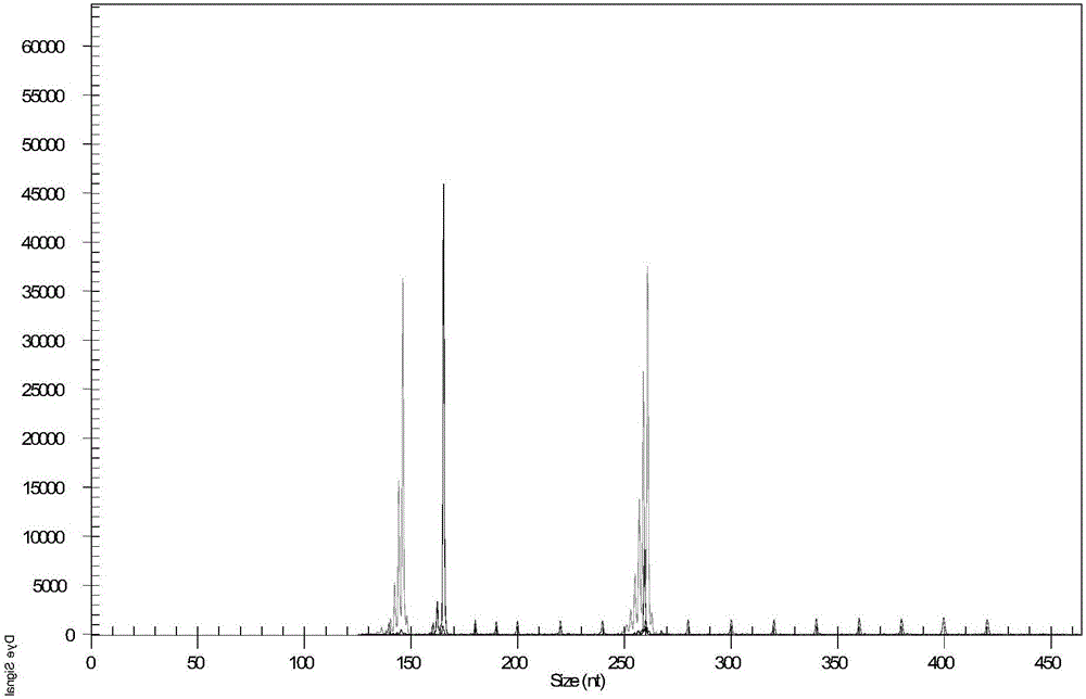 High-throughput malt purity identification technology based on capillary electrophoresis and SSR marker