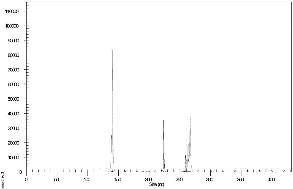 High-throughput malt purity identification technology based on capillary electrophoresis and SSR marker