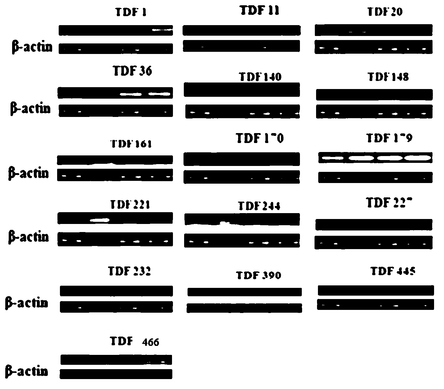 Ammopiptanthus mongolicus low-temperature stress related gene, and expression carrier and applications thereof