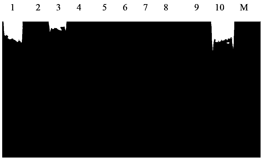 Ammopiptanthus mongolicus low-temperature stress related gene, and expression carrier and applications thereof