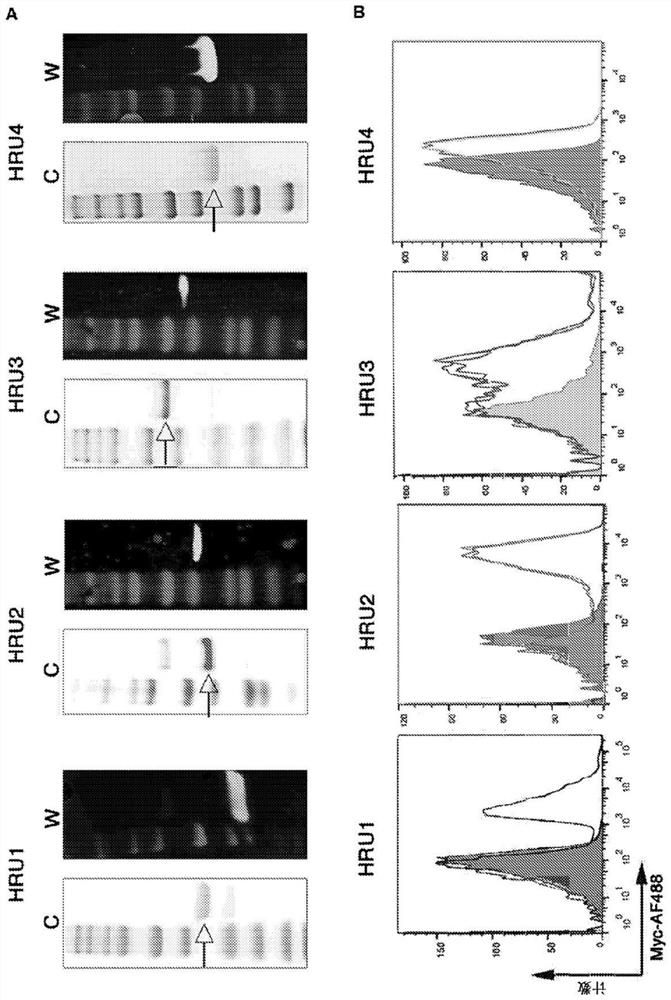 Treatment of immune platelet disorders using antigen-binding fragments