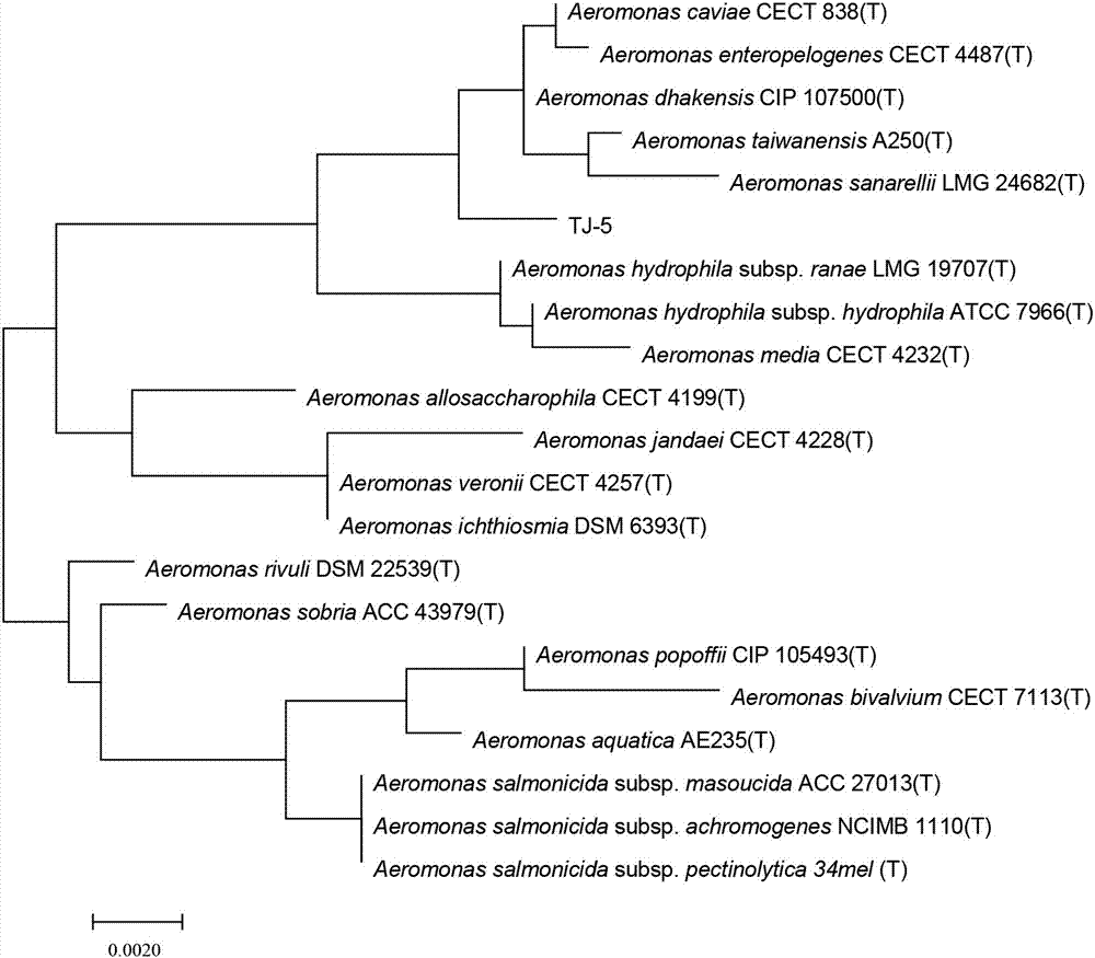 Microbial strain and its application in degumming of cocoon silk