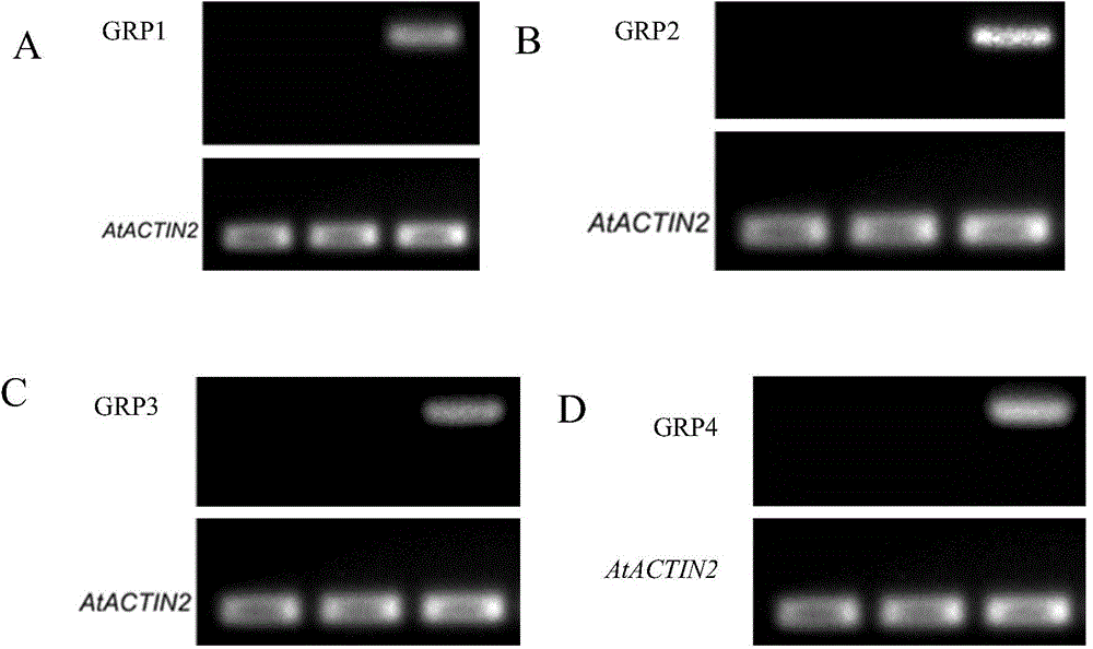 Application of growth-related protein GRP2 in regulation of plant growth