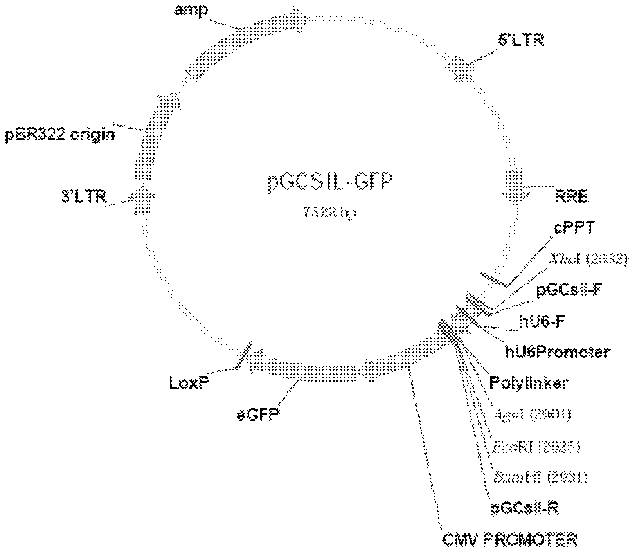 Applications and correlated medicament of human STIM1 gene