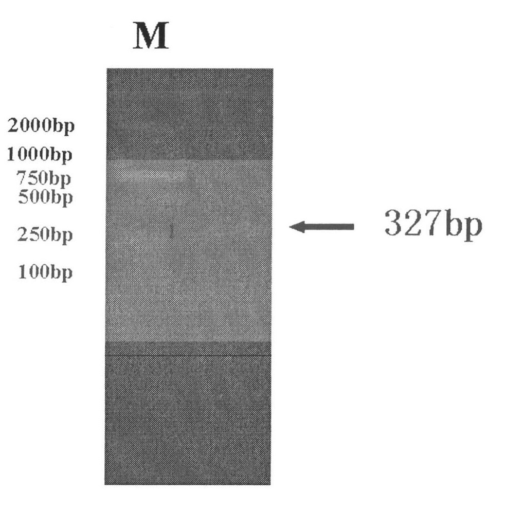 Gene descended from antifreeze peptide insect and preparation method and application thereof