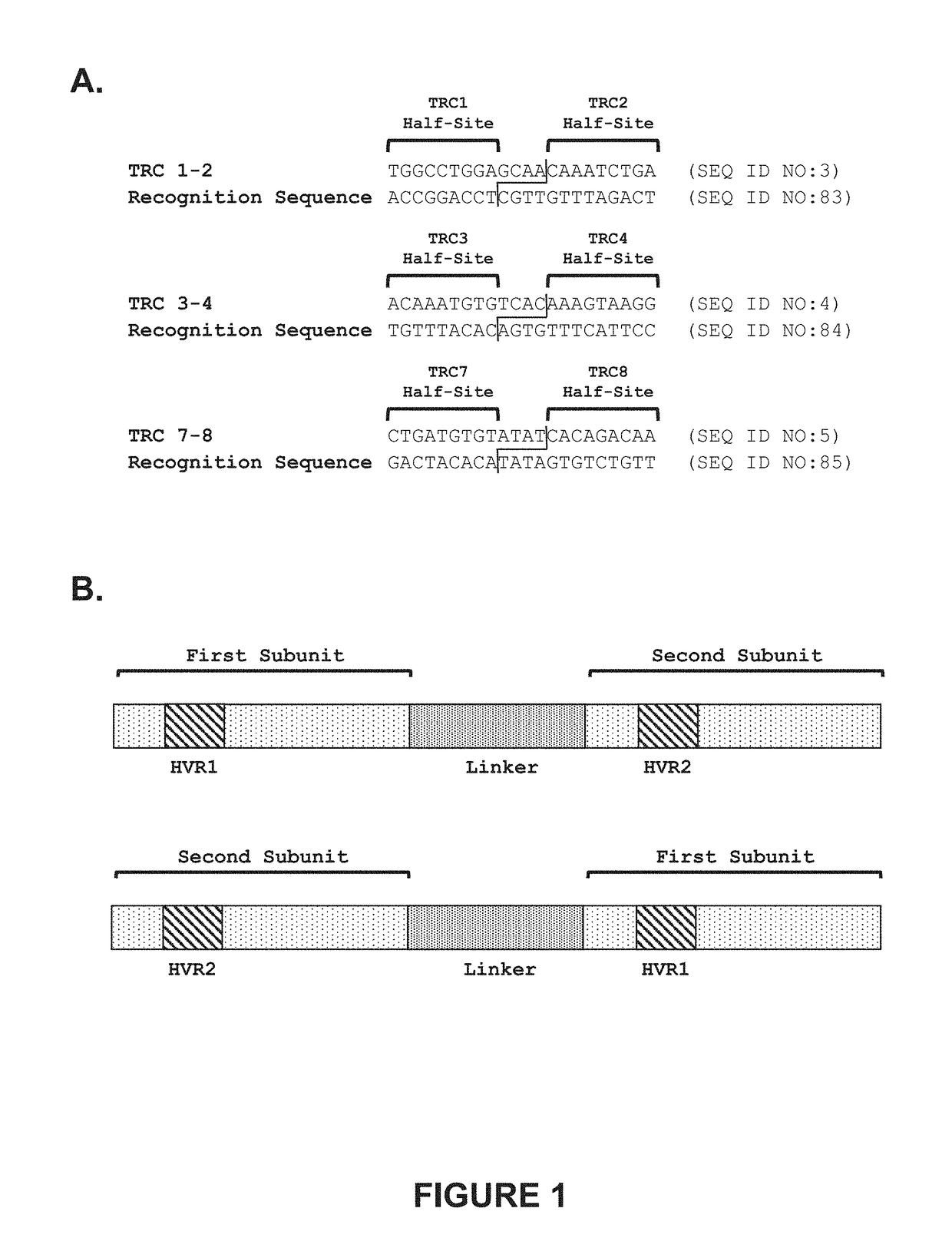 Engineered meganucleases with recognition sequences found in the human t cell receptor alpha constant region gene