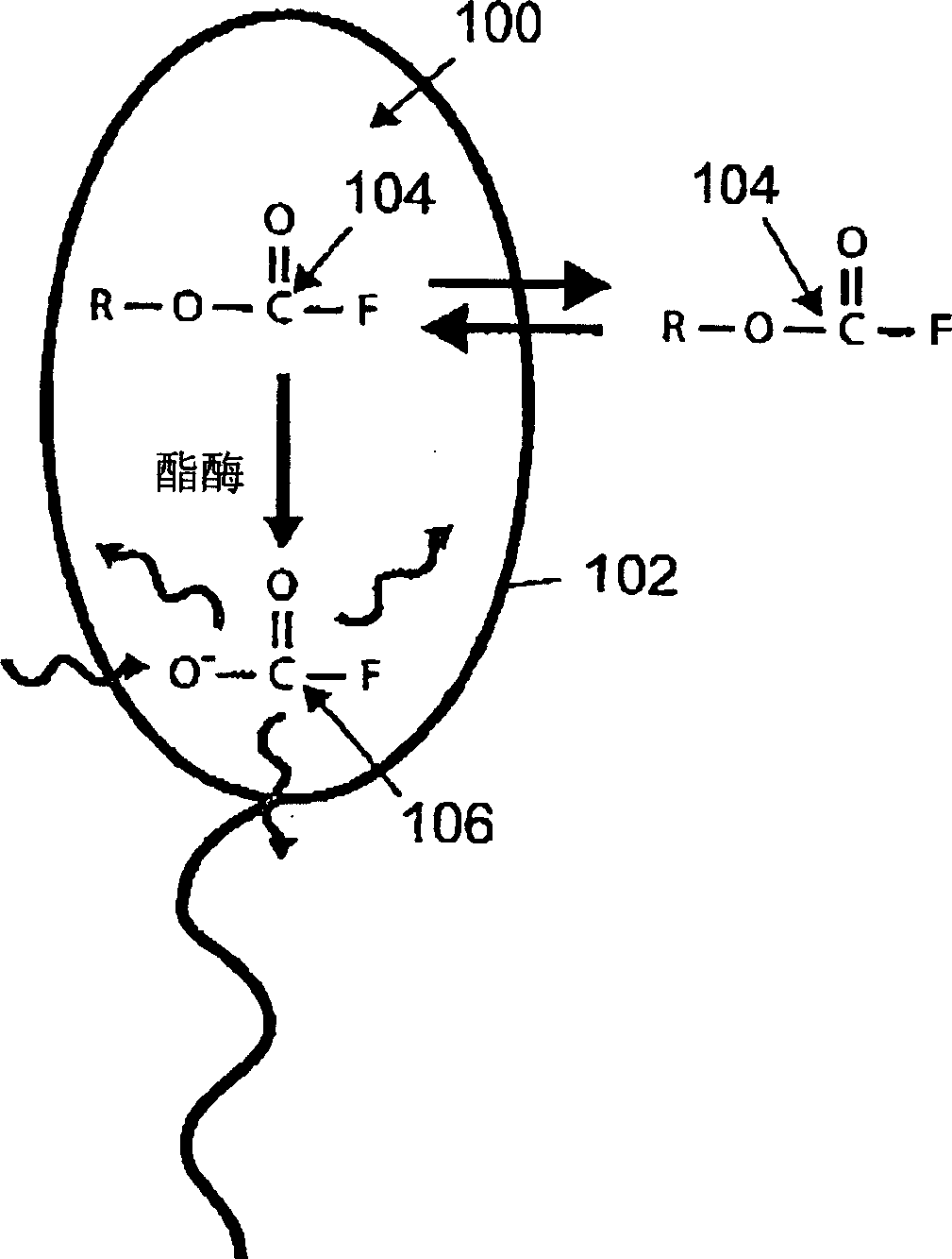 Male fertility assay method and device