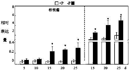 Gene GmSPX5 for regulating and controlling growth of leguminosae root nodules, and application of gene GmSPX5