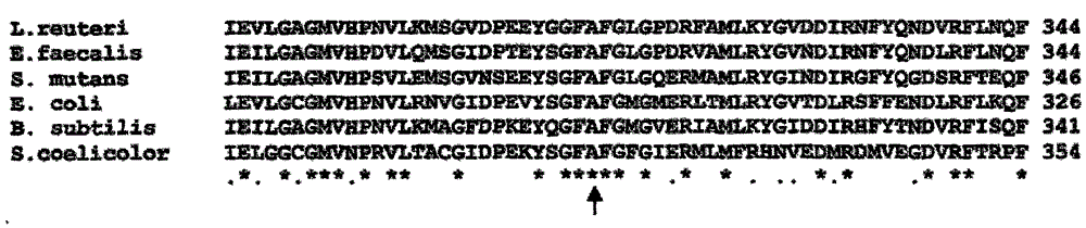 Building method and application of lactobacillus reuteri resistance-marker-free gene integration system