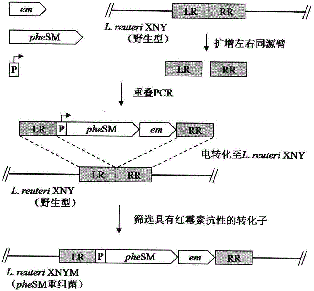 Building method and application of lactobacillus reuteri resistance-marker-free gene integration system