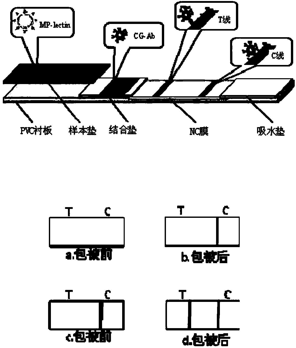 Lateral Flow Chromatography System for Quantitative Detection of Alpha-fetoprotein Heterosomes