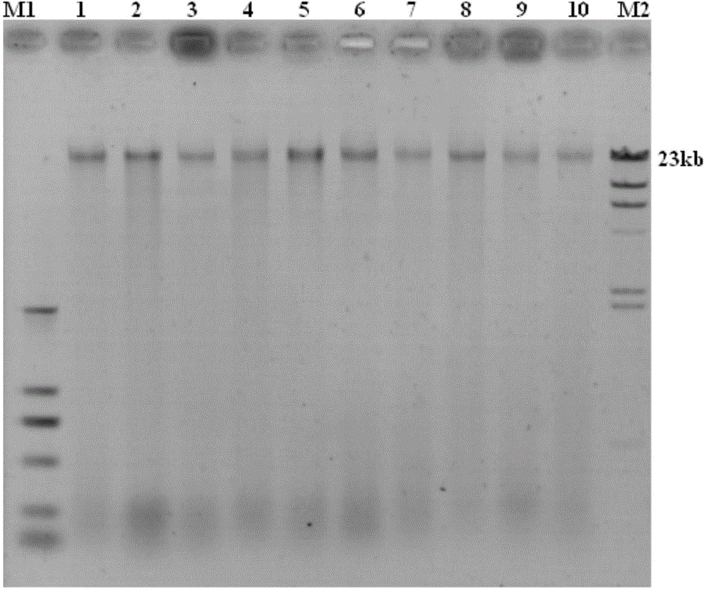 Saliva preservation solution, preparation method and uses thereof