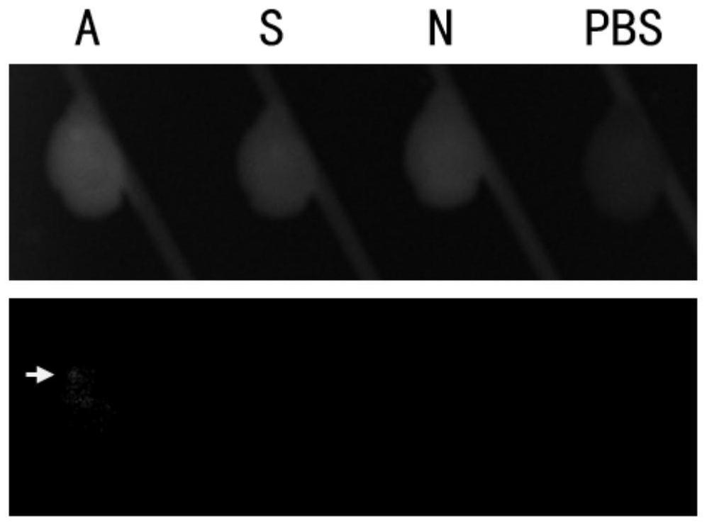 Brain tumor targeting polypeptide and derivative and application thereof