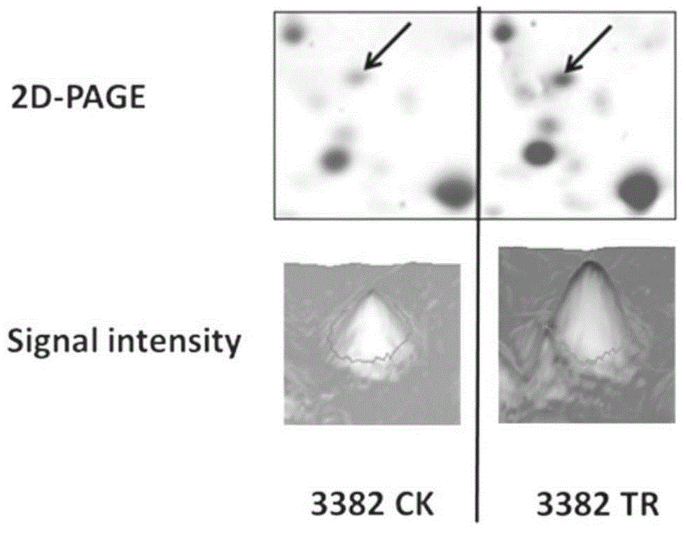 High-temperature-resistant cabbage type rape glyoxalase gene and protein as well as applications thereof