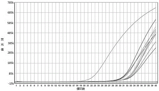 A primer, probe and kit for specific detection of type 2 ungulate boca parvovirus