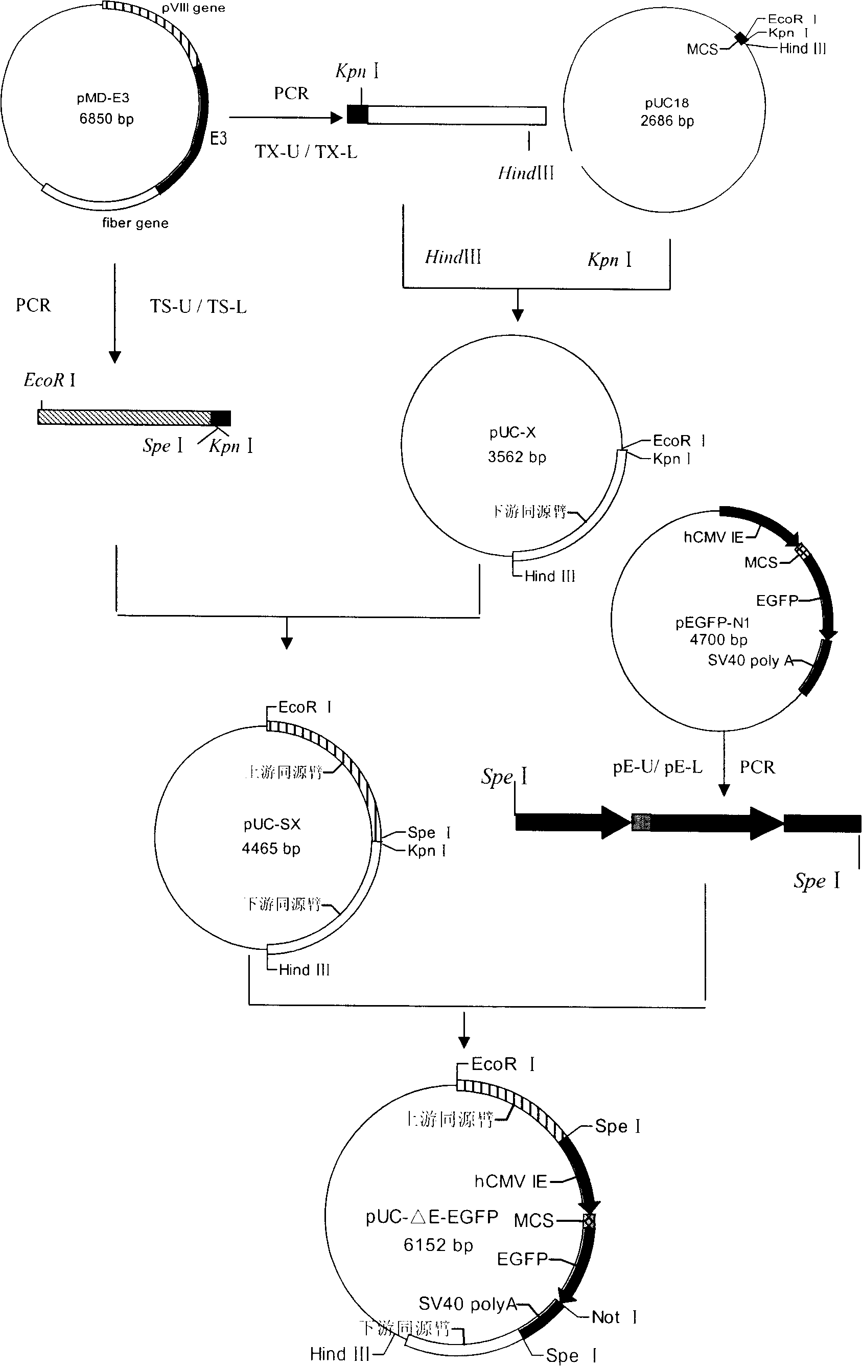 Recombinant canine adenovirus type 2 transfer vector, construction method and application thereof