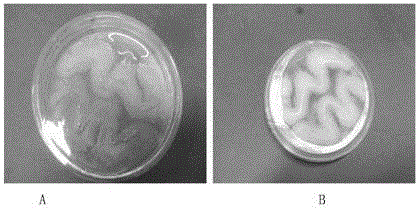 Endophytic fungus strain of Huperz serrata and its application