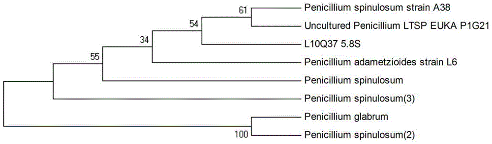 Endophytic fungus strain of Huperz serrata and its application