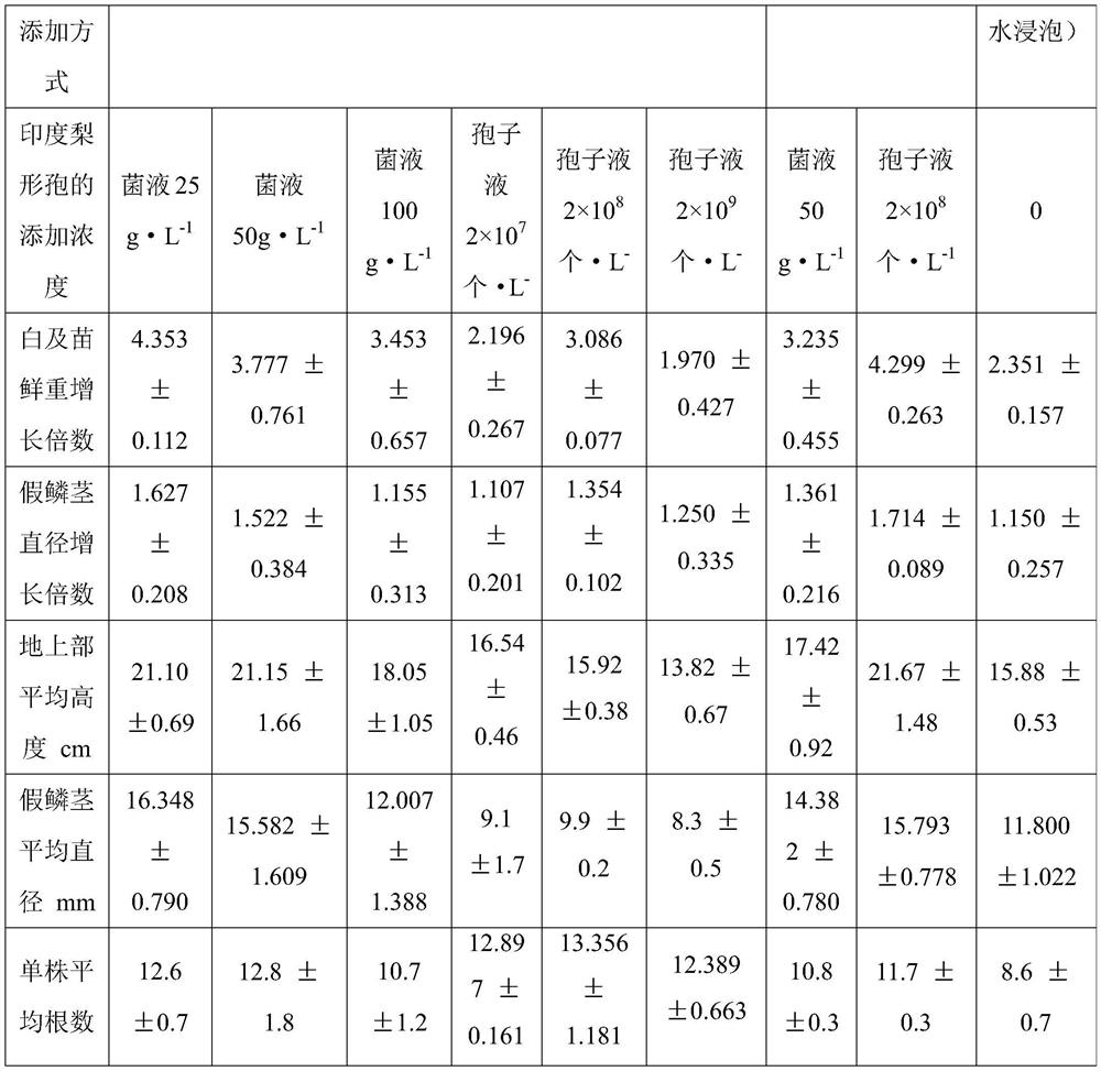 A rhizoma bletillae seedling growth promoting method based on piriformospora indica