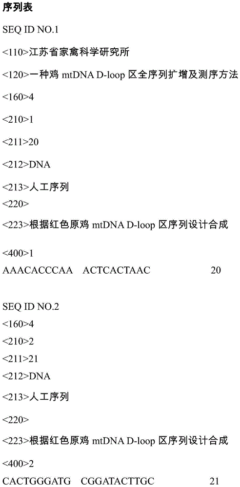 Chicken mtDNA D-loop region complete-sequence amplifying and sequencing method and special-use primer