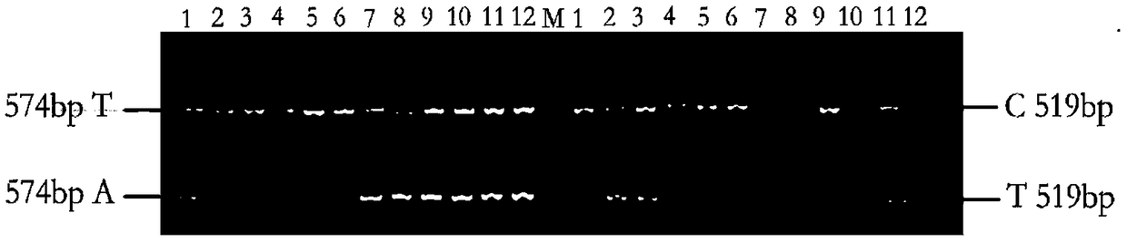 Prunus mume weeping trait SNP molecular marker and application thereof