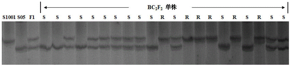 SSR molecular markers cosegregated from cucumber powdery mildew-resistant major QTL