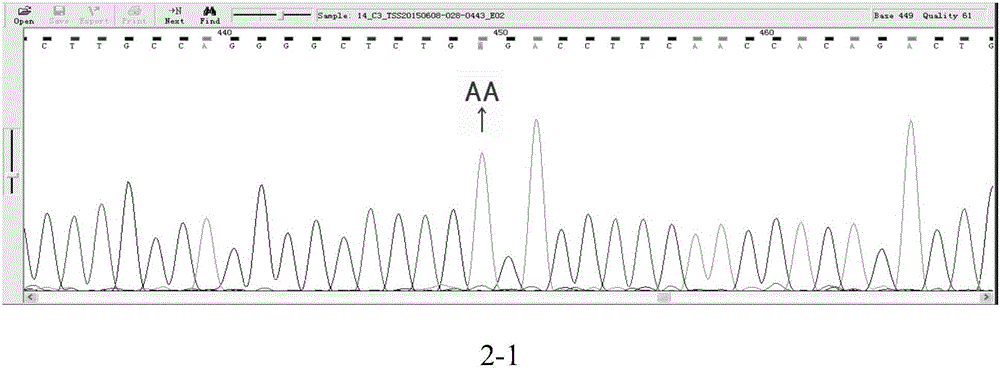 Primer and method for detecting HLA-DQ gene rs9275319 site polymorphism