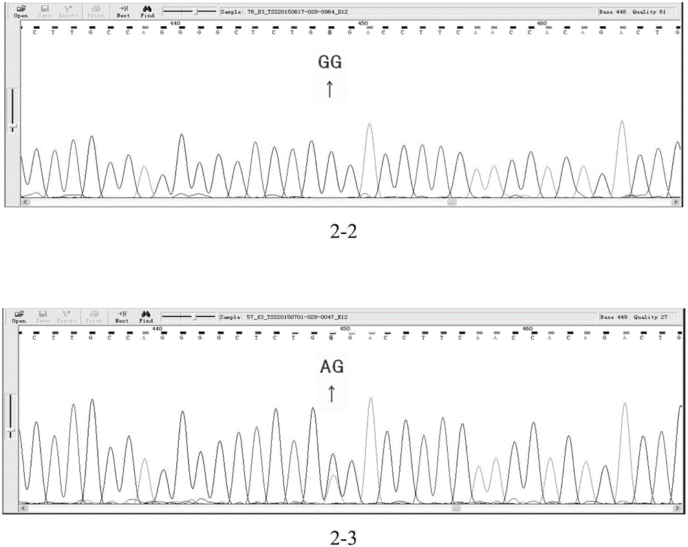 Primer and method for detecting HLA-DQ gene rs9275319 site polymorphism