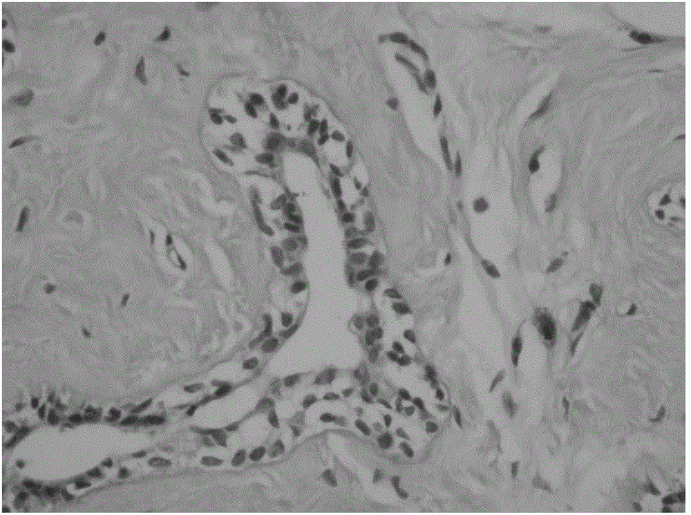 A method for analyzing the dielectric properties of isolated mammary glands