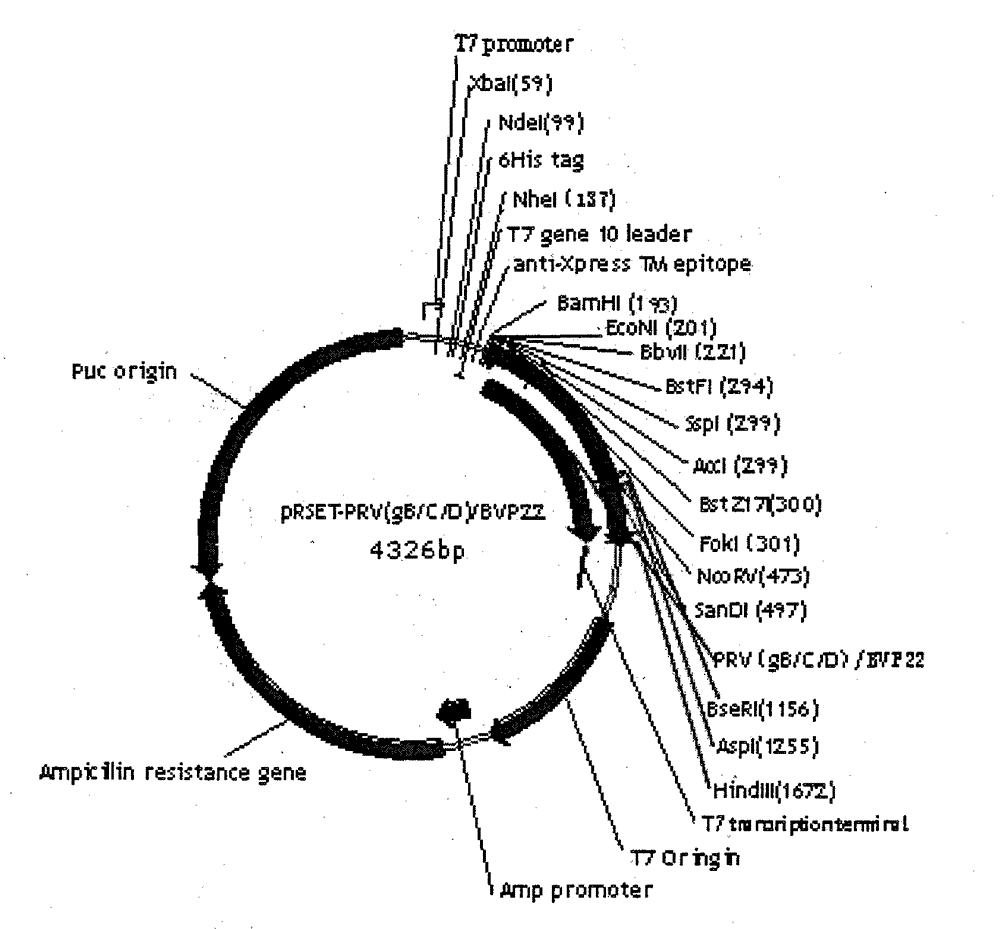 Pseudorabies virus epitope polypeptide gene engineering vaccine