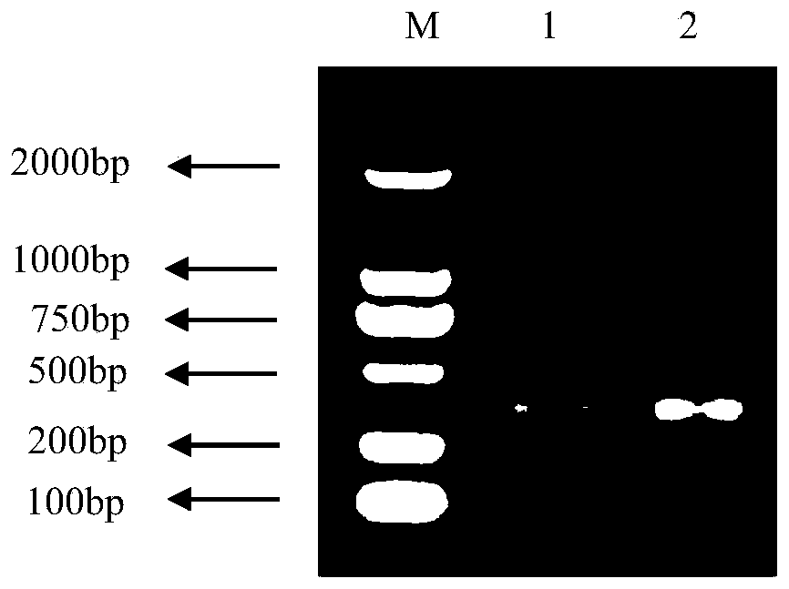 Anti-African swine fever virus single-chain antibody as well as preparation method and application thereof