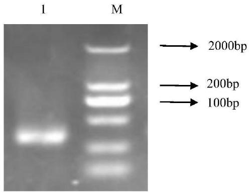 Anti-African swine fever virus single-chain antibody as well as preparation method and application thereof