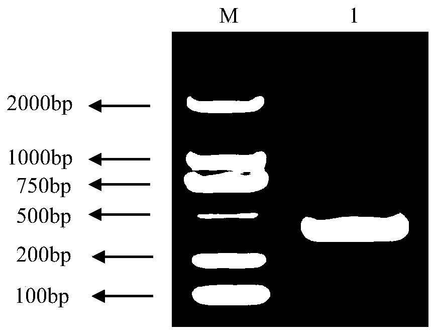 Anti-African swine fever virus single-chain antibody as well as preparation method and application thereof