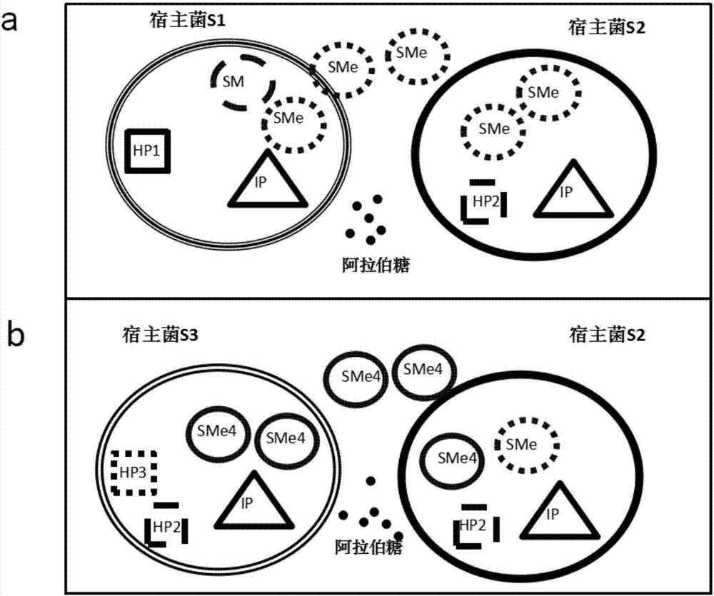 Phage-assisted multi-bacterial continuous directed evolution system and method