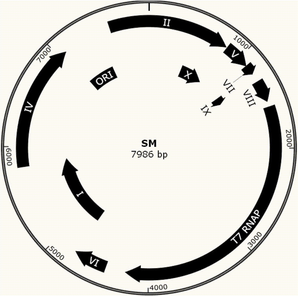 Phage-assisted multi-bacterial continuous directed evolution system and method